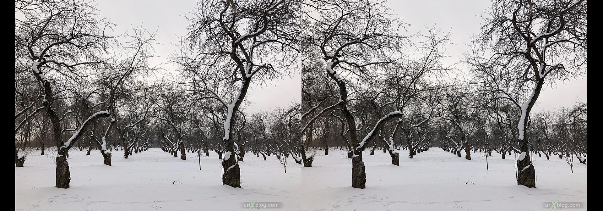 Apple orchard, Kolomenskoye park, winter, snow, Russia, 3D, stereo pair, cross-eyed, crossview, cross view stereo pair, stereoscopic