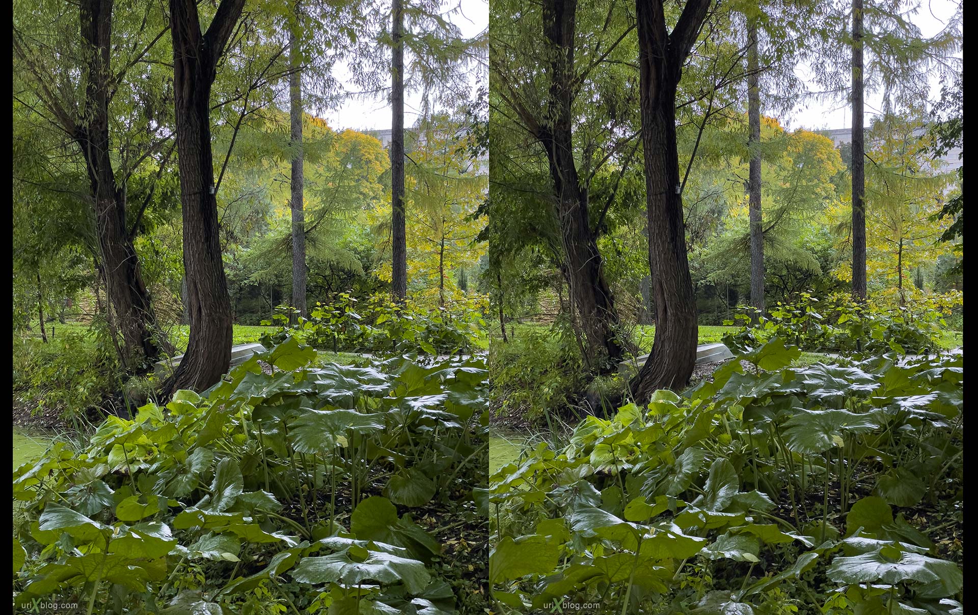 Pharmaceutical Garden, Russia, Moscow, 3D, stereo pair, cross-eyed, crossview, cross view stereo pair, stereoscopic