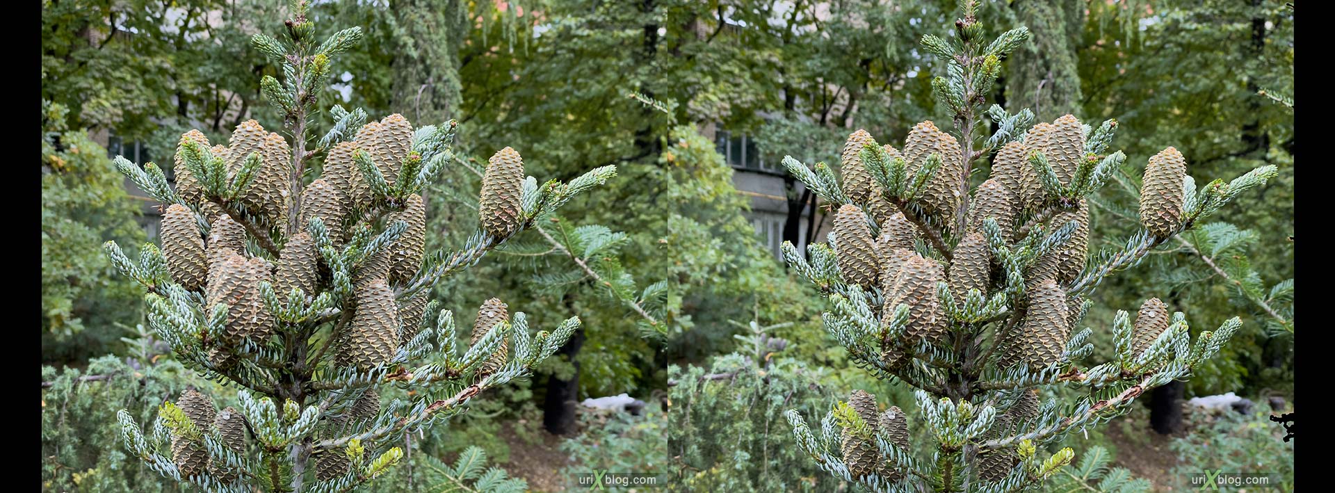 cones, tree, Pharmaceutical Garden, Russia, Moscow, 3D, stereo pair, cross-eyed, crossview, cross view stereo pair, stereoscopic