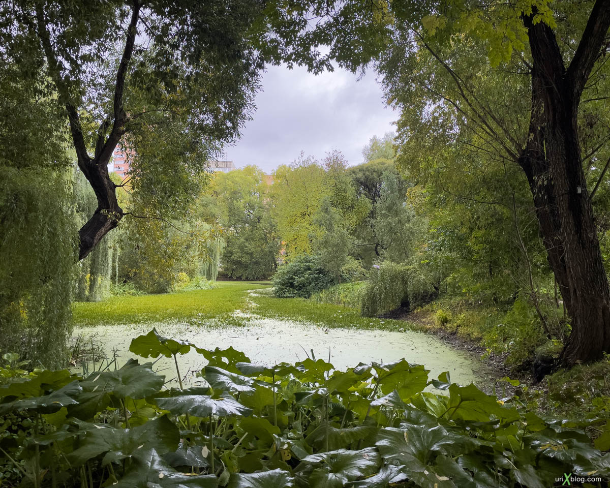 pond, swamp, Display P3, Pharmaceutical garden, Moscow, Russia