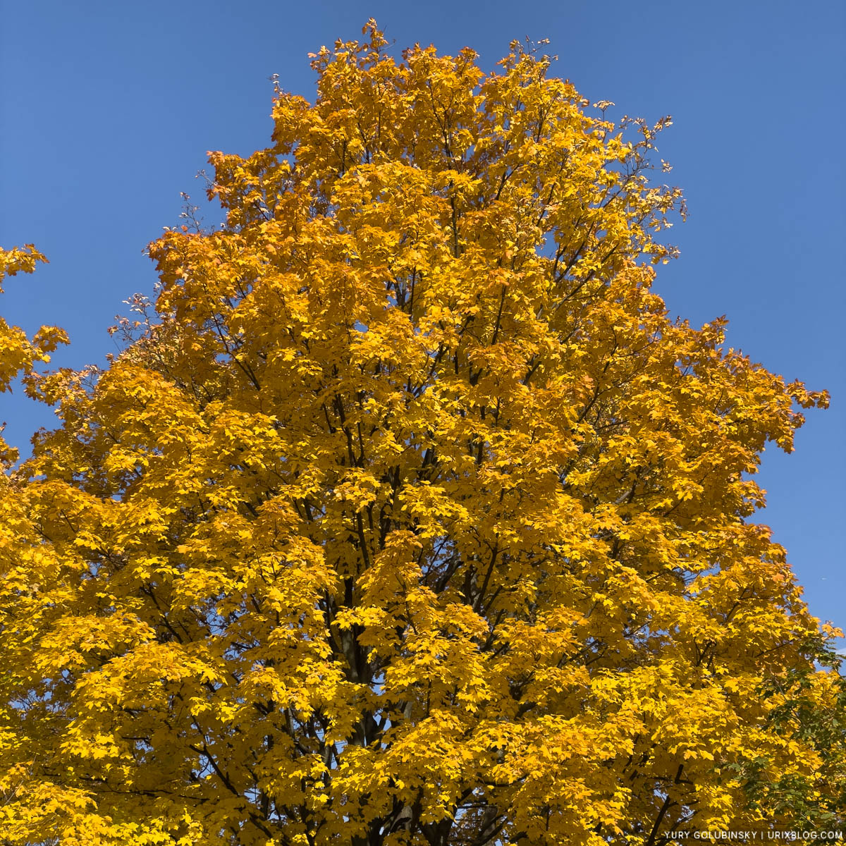 осень, жёлтые листья, парк Дружбы, Речной вокзал, Display P3, Москва, Россия