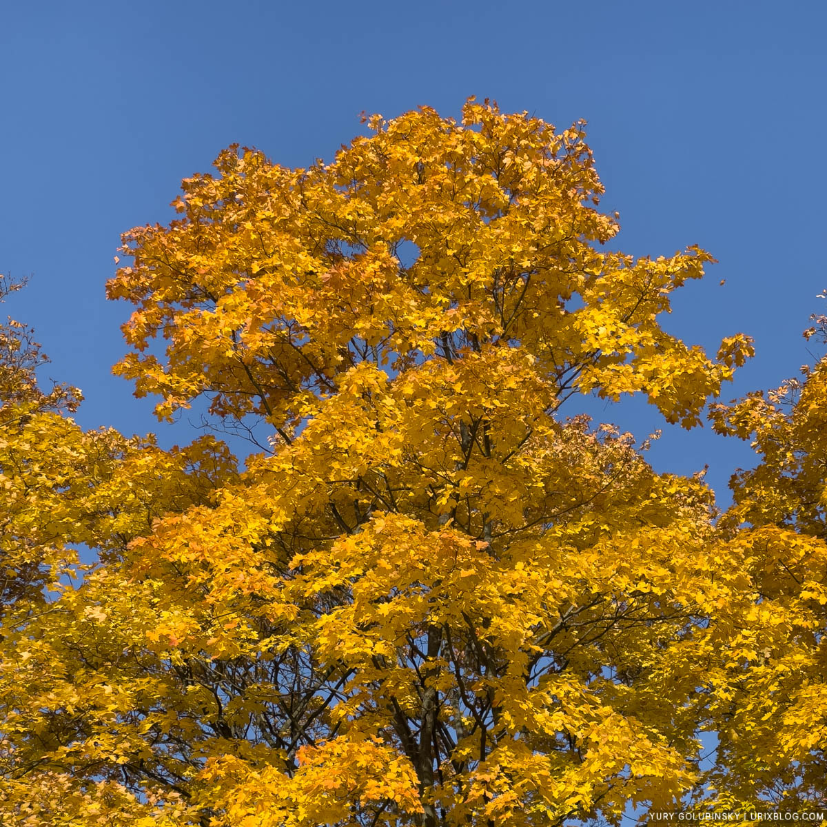 autumn, yellow leaves, Park of Friendship, Northern River Station, Display P3, Moscow, Russia