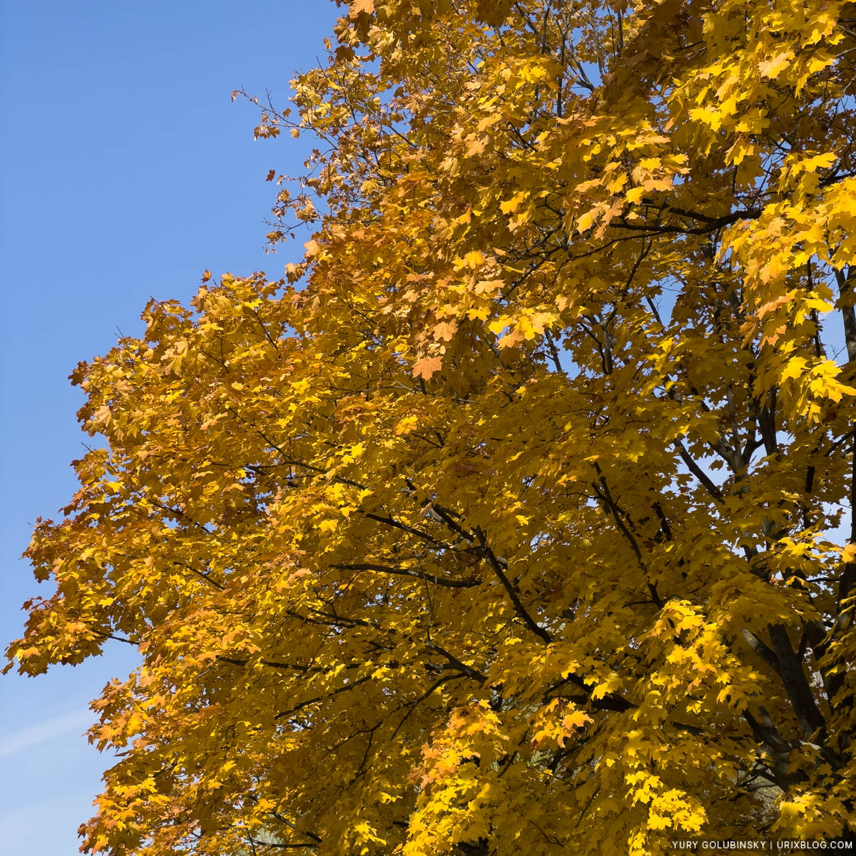 осень, жёлтые листья, парк Дружбы, Речной вокзал, Display P3, Москва, Россия