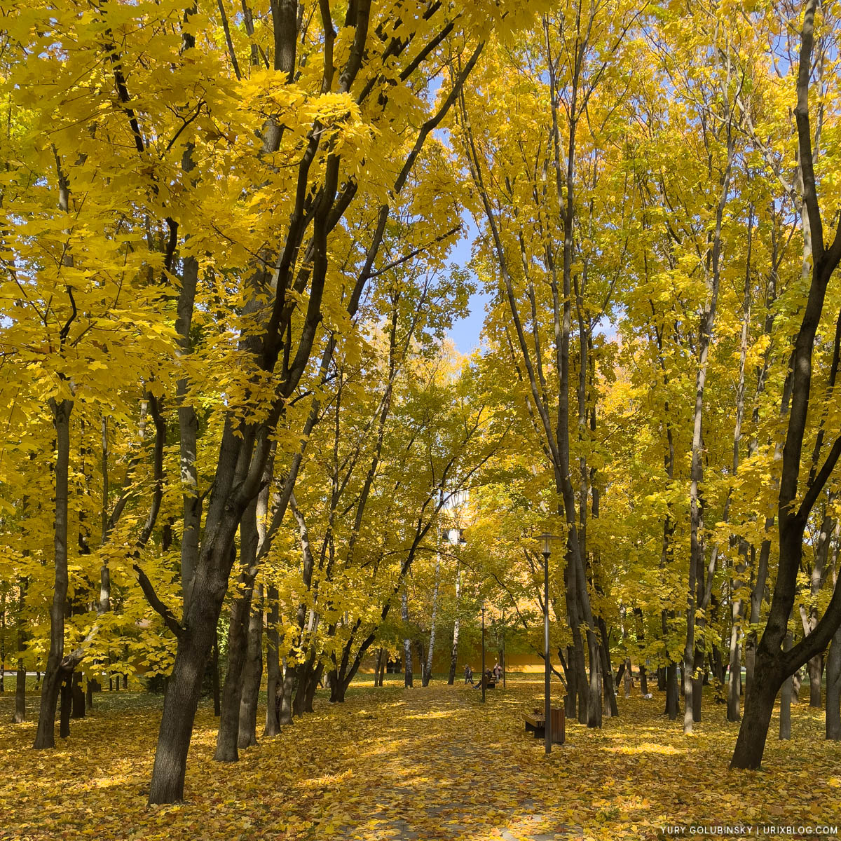 autumn, yellow leaves, Park of Friendship, Northern River Station, Display P3, Moscow, Russia