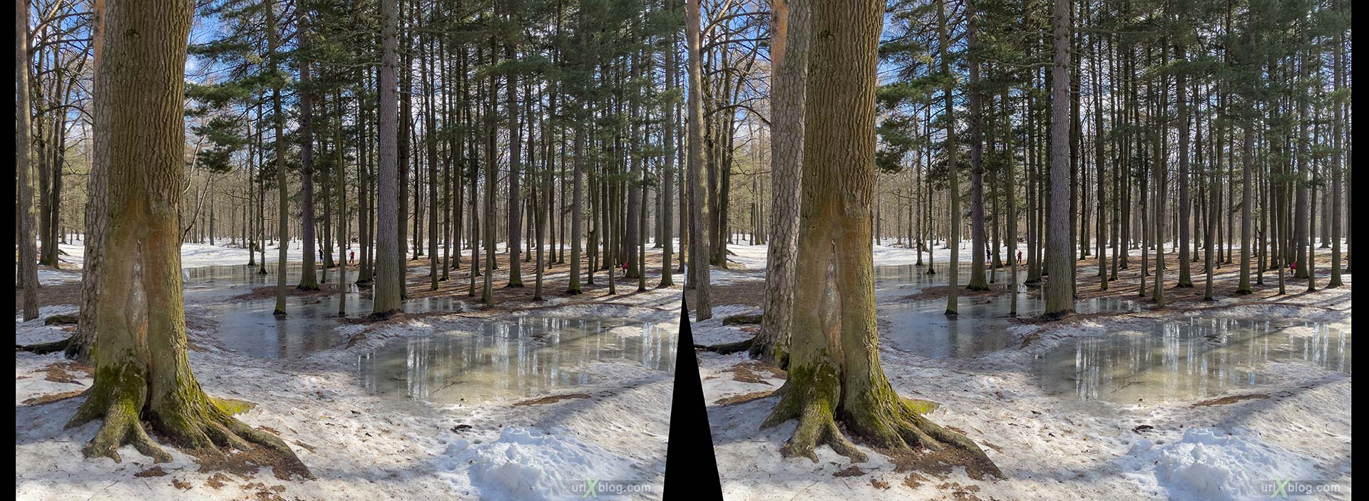 Timiryazevsky forest, park, forest, trees, snow, puddles, spring, winter, april, Moscow, Russia, 3D, stereo pair, cross-eyed, crossview, cross view stereo pair, stereoscopic