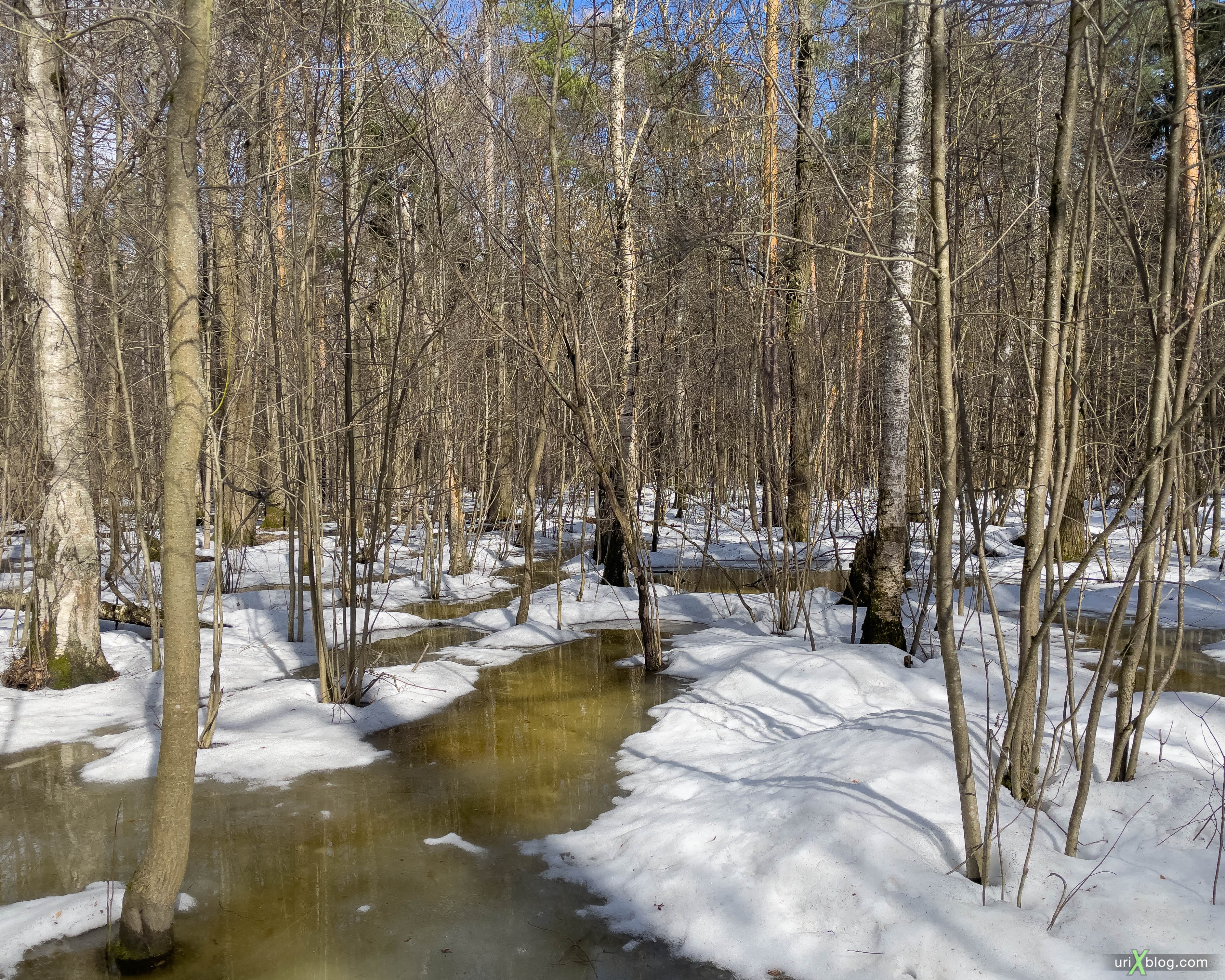 Timiryazevsky forest, park, forest, trees, snow, puddles, spring, winter, april, Moscow, Russia