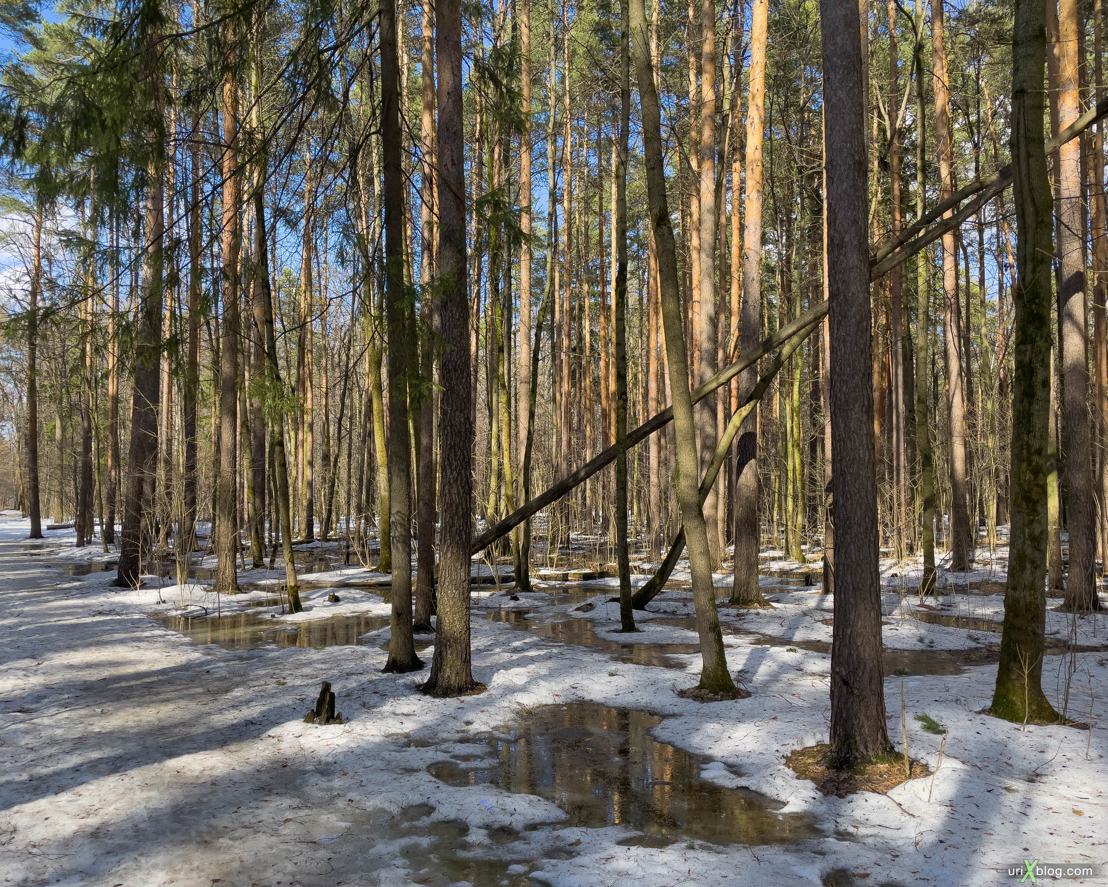 Тимирязевский лес, парк, лес, деревья, снег, лужи, весна, зима, апрель, Москва, Россия