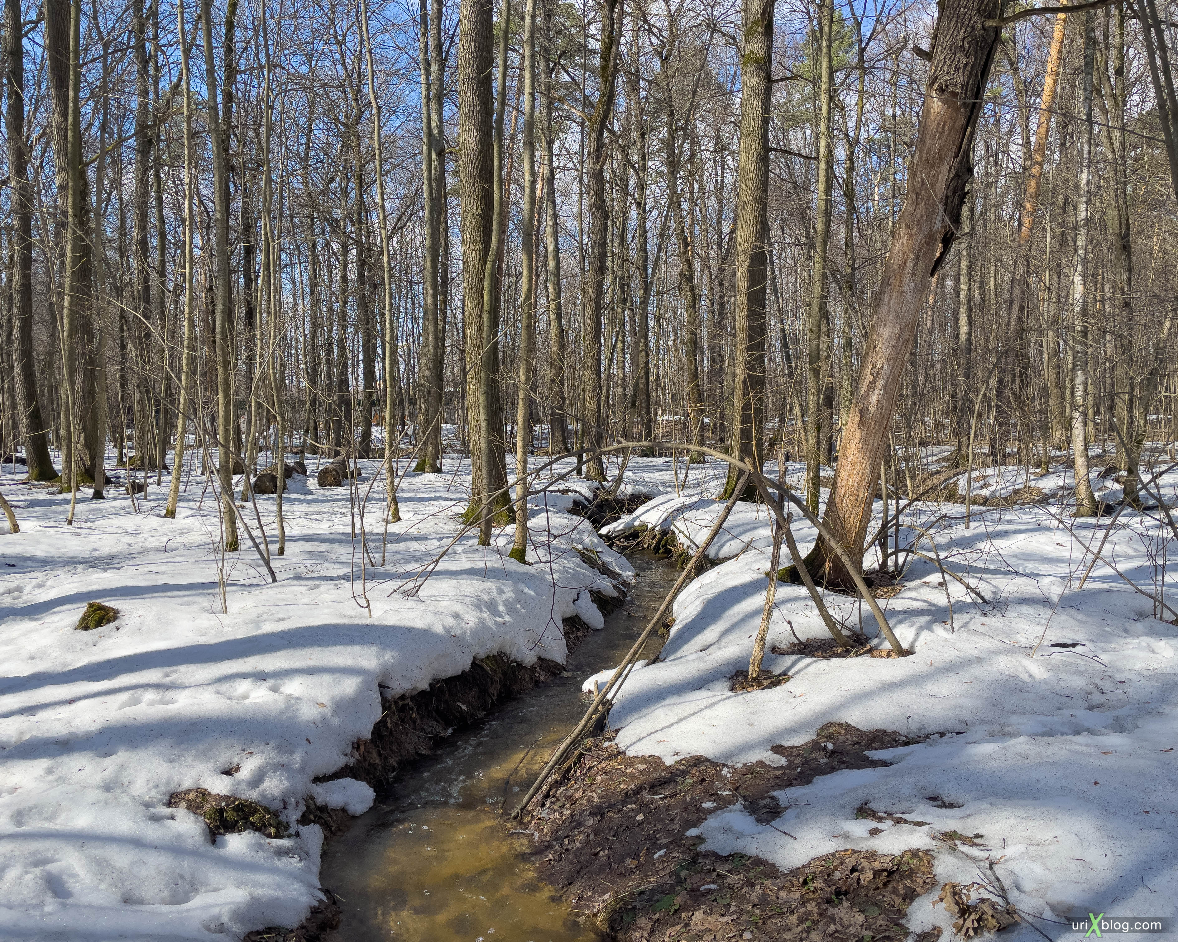 Timiryazevsky forest, park, forest, trees, snow, puddles, spring, winter, april, Moscow, Russia