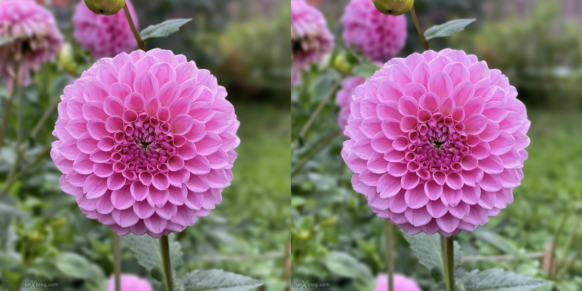 flower, bud, flowers, Apothecary garden, botanical garden, Moscow, Russia, 3D, stereo pair, cross-eyed, crossview, cross view stereo pair, stereoscopic