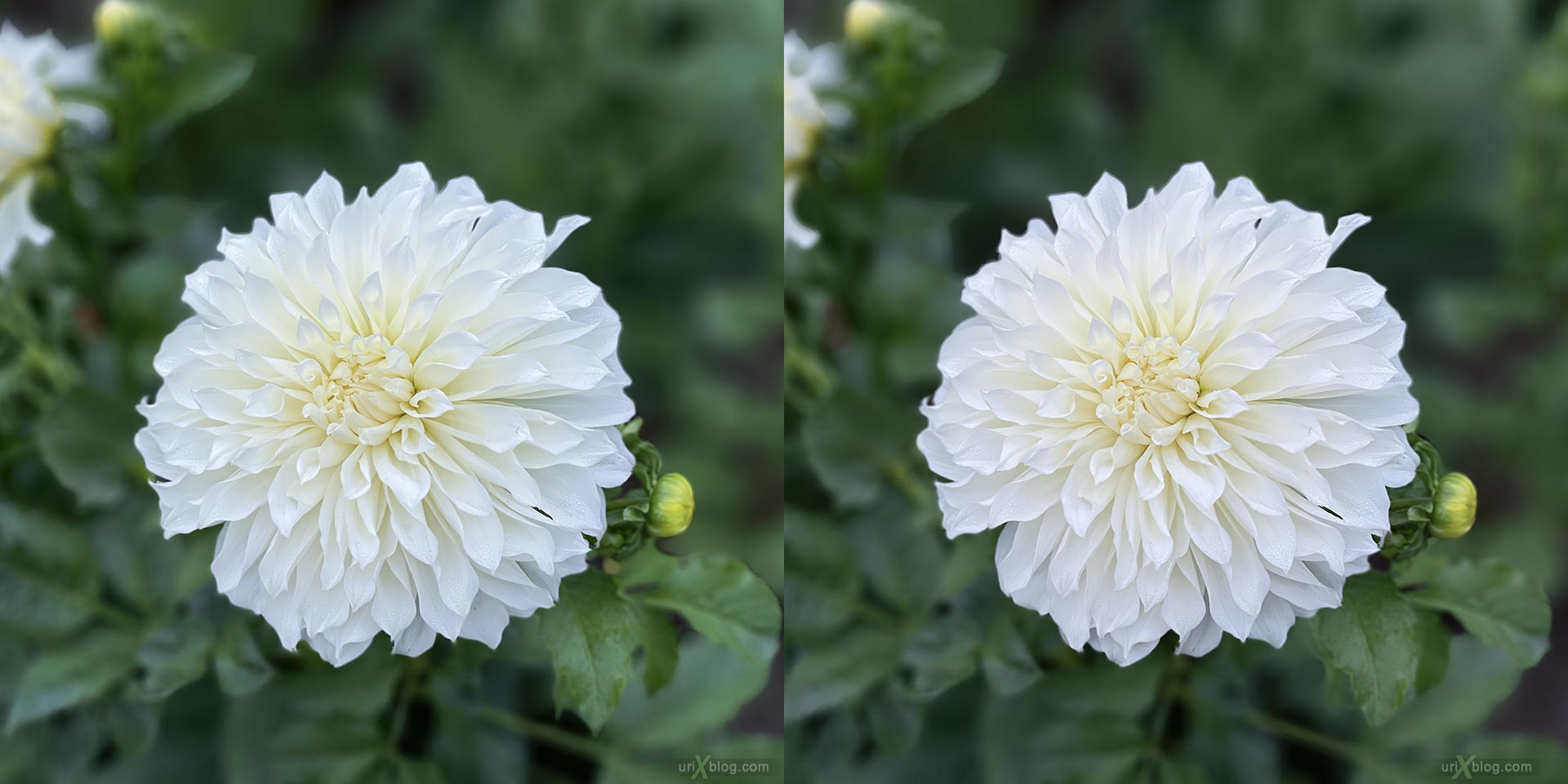 flower, bud, flowers, Apothecary garden, botanical garden, Moscow, Russia, 3D, stereo pair, cross-eyed, crossview, cross view stereo pair, stereoscopic
